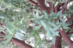 Artificial Green Olive Branch | Interchangeable Branch for ModTree™ Collection Trees