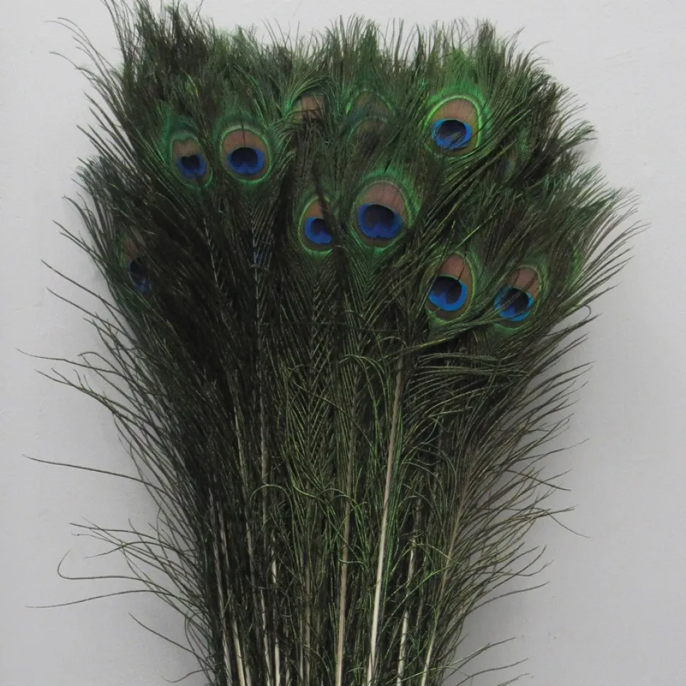 Decostar™ Peacock Feather 35"-39" - Pack of 100!