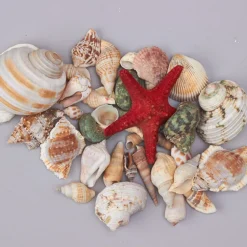 Decostar™ Seashells Assorted - 24 Bags