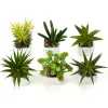 Decostar™ Succulents 2¾" 6pcs/set - Green