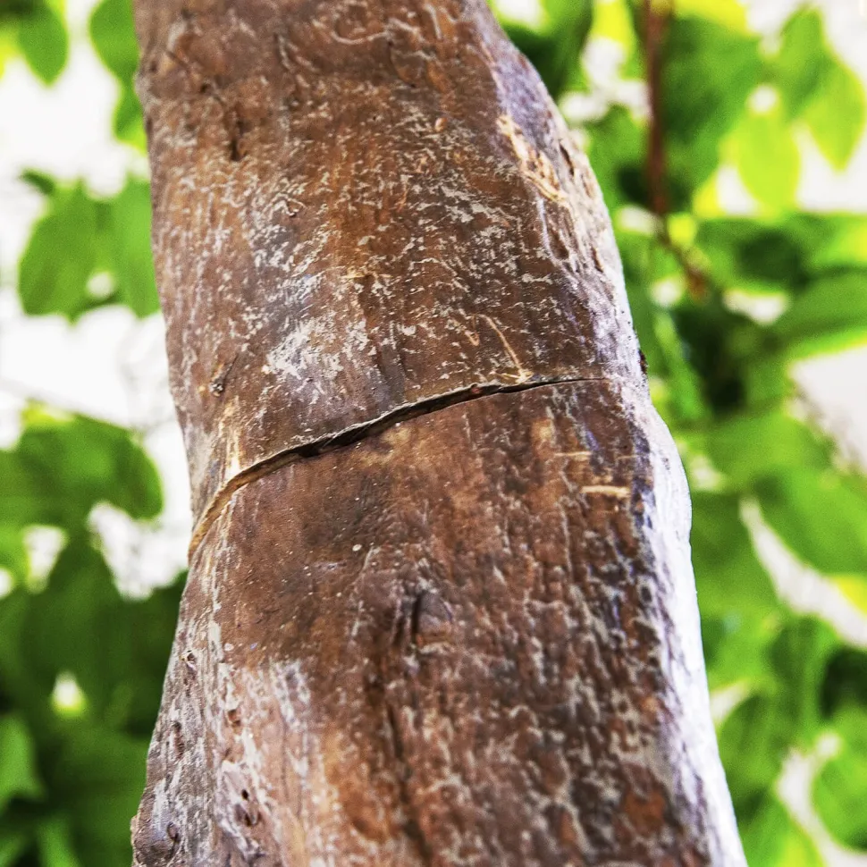 11ft Artificial Fig Leaf Tree, 27 Interchangeable Branches | ModTree™ Collection