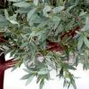 15ft Tall Realistic Giant Tree | Olive Leaf Tree | ModTree™ Flagship Collection