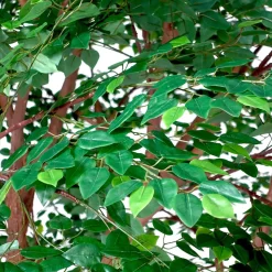 HUGE 13ft Fake Green Fig Tree - 60 Interchangeable Branches! | ModTree™ Collection
